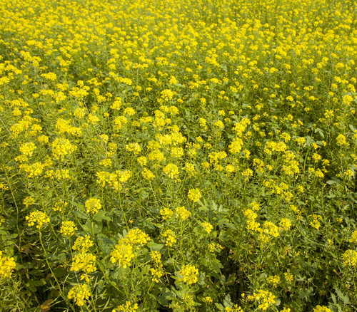 Sinapis alba - Mustard Seeds