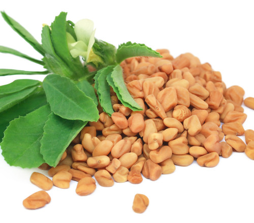 Trigonella foenum-graecum - Fenugreek Seeds