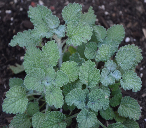 Marrubium vulgare - White Horehound Seeds Marrubium vulgare - White Horehound Seeds