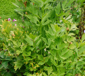 Levisticum officinalis - Lovage Seeds