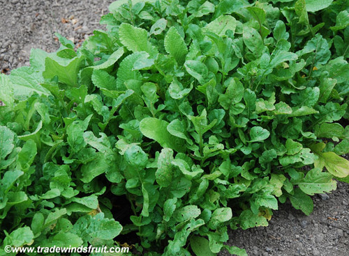 Eruca sativa - Apollo Arugula Seeds