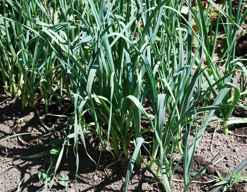 Carentan Leek Seeds