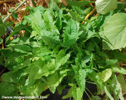 Chenopodium capitatum - Strawberry Spinach Seeds