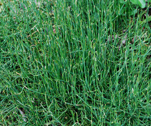 Ephedra sinica - Ephedra Seeds