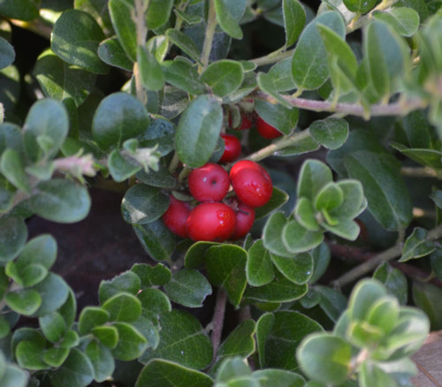 Arctostaphylos uva-ursi - Bearberry Seeds Arctostaphylos uva-ursi - Bearberry Seeds