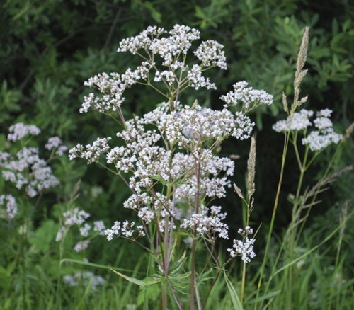 Pimpinella anisum - Anise Seeds
