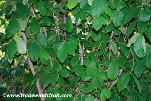 Hamamelis virginiana - Witch Hazel Seeds