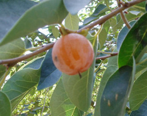 Diospyros virginiana - American Persimmon Seeds Diospyros virginiana - American Persimmon Seeds