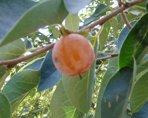 Diospyros virginiana - American Persimmon Seeds