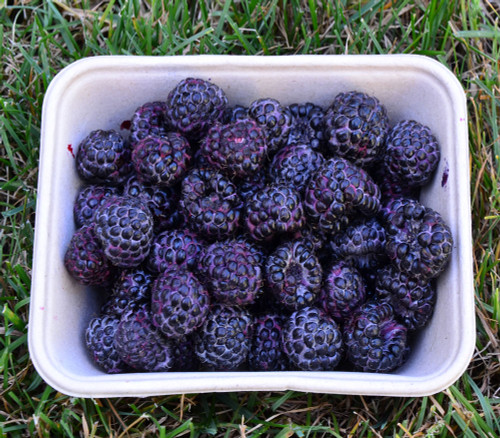 Rubus occidentalis - Black Raspberry Seeds