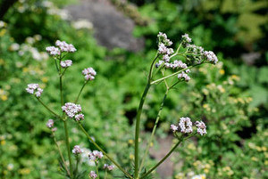 Valeriana officinalis - Valerian Seeds