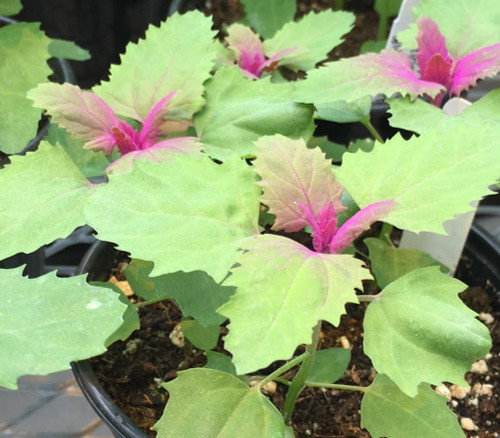 Chenopodium giganteum - Tree Spinach Seeds Chenopodium giganteum - Tree Spinach Seeds