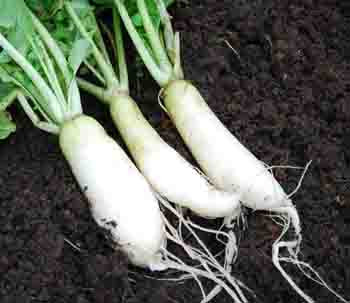 White Icicle Radish Seeds