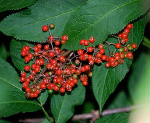 Sambucus racemosa callicarpa - Pacific Red Elderberry Seeds Sambucus racemosa callicarpa - Pacific Red Elderberry Seeds
