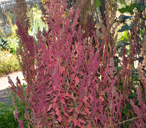 Chenopodium berlandieri - Aztec Red Spinach Seeds