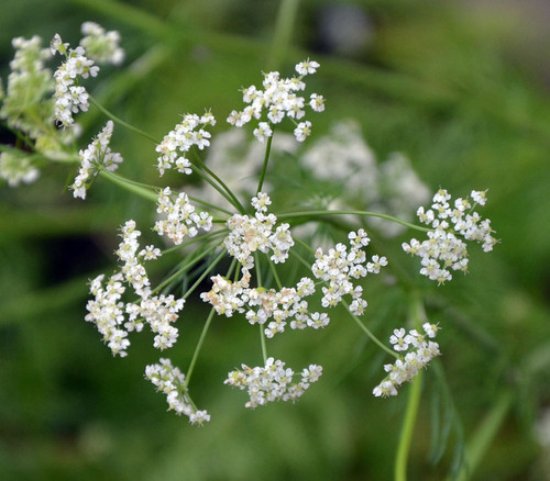 Trachyspermum ammi - Ajwain Seeds