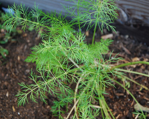 Carum carvi - Caraway Seeds