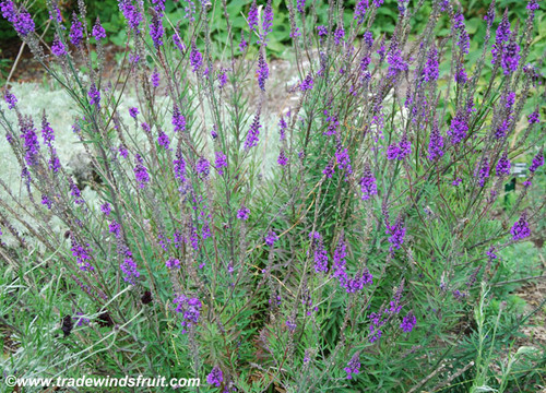 Hyssopus officinalis - Hyssop Seeds