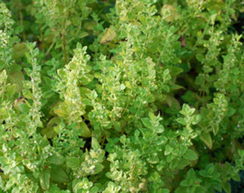 Monarda citriodora - Lemon Bee Balm Seeds Monarda citriodora - Lemon Bee Balm Seeds