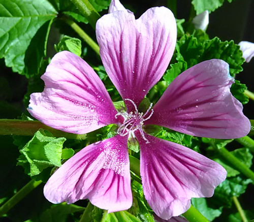 Malva sylvestris - Zebra Mallow Seeds Malva sylvestris - Zebra Mallow Seeds