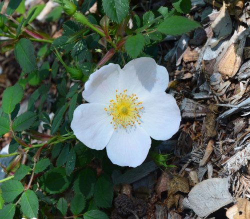 Rosa canina - Wild Dog Rose Seeds