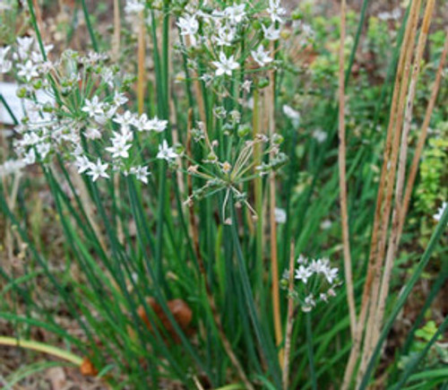 Allium tuberosum - Garlic Chives Seeds