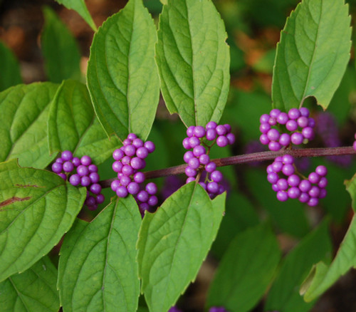 Callicarpa dichotoma - Purple Beautyberry Seeds