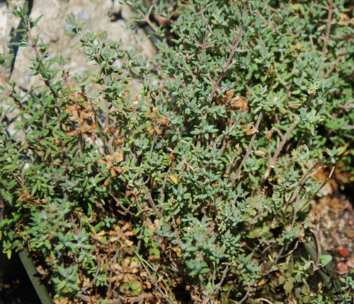 Thymus fragrantissimus - Orange Scented Thyme Seeds