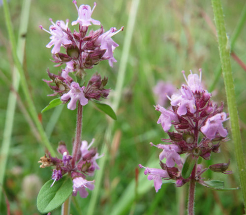Thymus pulegioides - Mother of Thyme Seeds Thymus pulegioides - Mother of Thyme Seeds