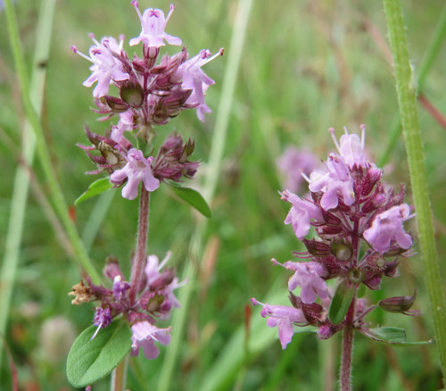 Thymus pulegioides - Mother of Thyme Seeds