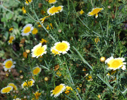Chrysanthemum coronarium - Shungiku Seeds Chrysanthemum coronarium - Shungiku Seeds
