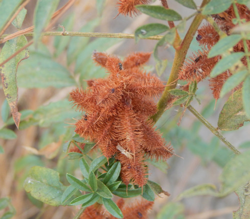 Glycyrrhiza lepidota - American Licorice Seeds