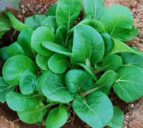 Pak-Choi Seeds