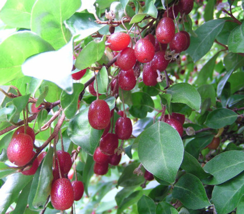Elaeagnus multiflora - Goumi Seeds