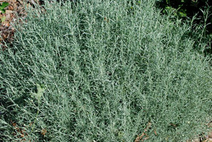 Helichrysum italicum - Curry Plant Seeds