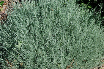 Helichrysum italicum - Curry Plant Seeds