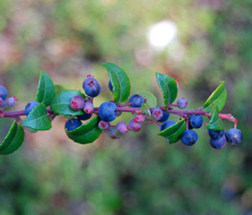 Vaccinium ovatum - Coast Huckleberry Seeds Vaccinium ovatum - Coast Huckleberry Seeds