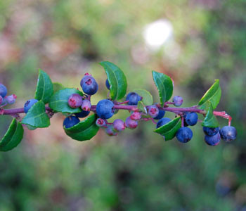 Vaccinium ovatum - Coast Huckleberry Seeds