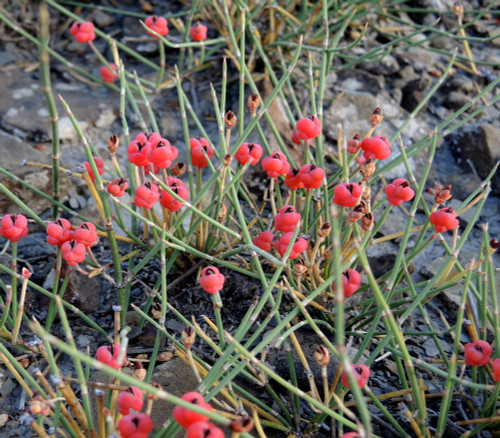 Ephedra nevadensis - Mormon Tea Seeds