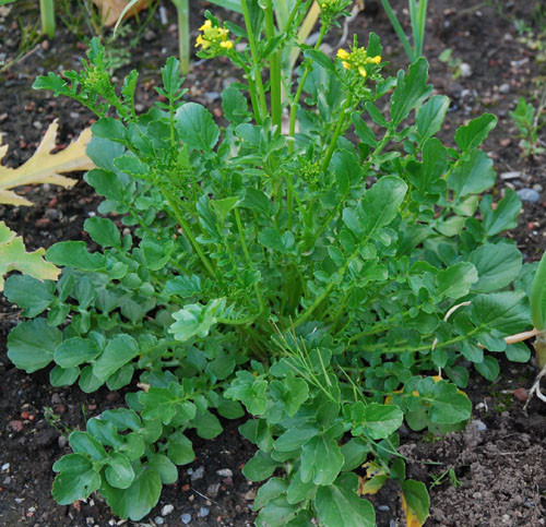 Barbarea verna - Winter Cress Seeds