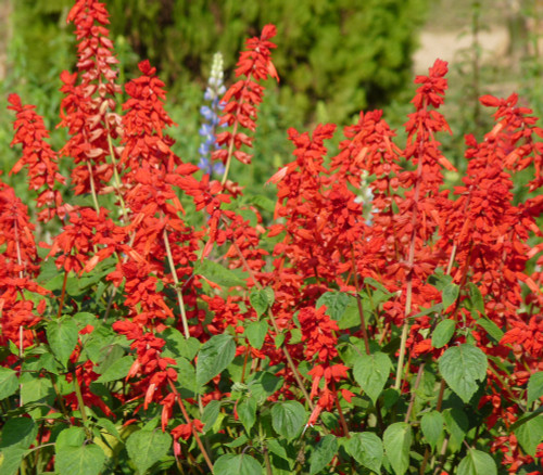 Lobelia cardinalis - Cardinal Flower Seeds Lobelia cardinalis - Cardinal Flower Seeds