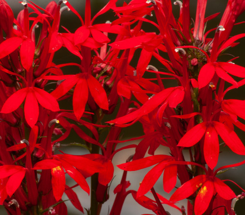 Lobelia cardinalis - Cardinal Flower Seeds