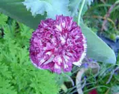 Papaver paeoniflorum - Flemish Antique Poppy Seeds Papaver paeoniflorum - Flemish Antique Poppy Seeds