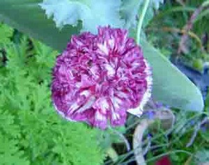 Papaver paeoniflorum - Flemish Antique Poppy Seeds