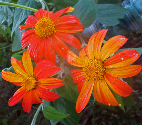 Tithonia rotundifolia - Torch Sunflower Seeds
