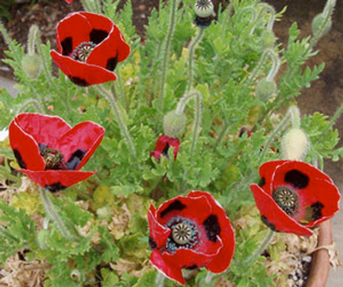 Papaver commutatum - Ladybird Poppy Seeds
