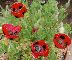 Papaver commutatum - Ladybird Poppy Seeds