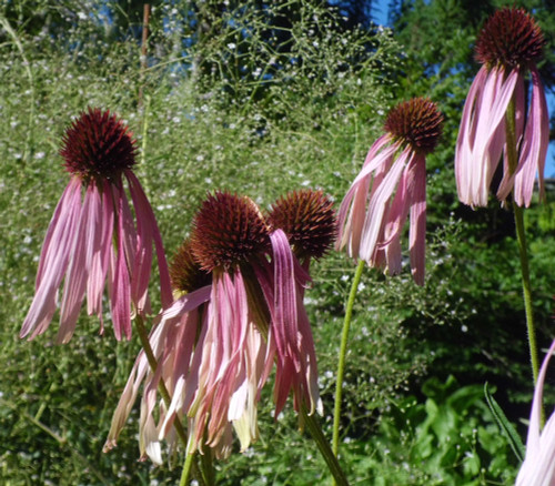 Echinacea angustifolia - Black Sampson Coneflower Seeds
