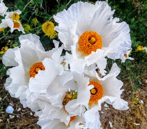 Romneya coulteri - Matilija Poppy Seeds Romneya coulteri - Matilija Poppy Seeds