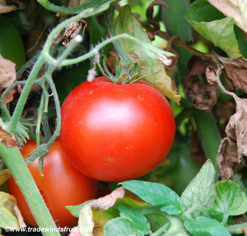 Rutgers Tomato Seeds